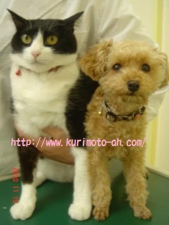 おしん＆ぎゃるこ全身.jpg