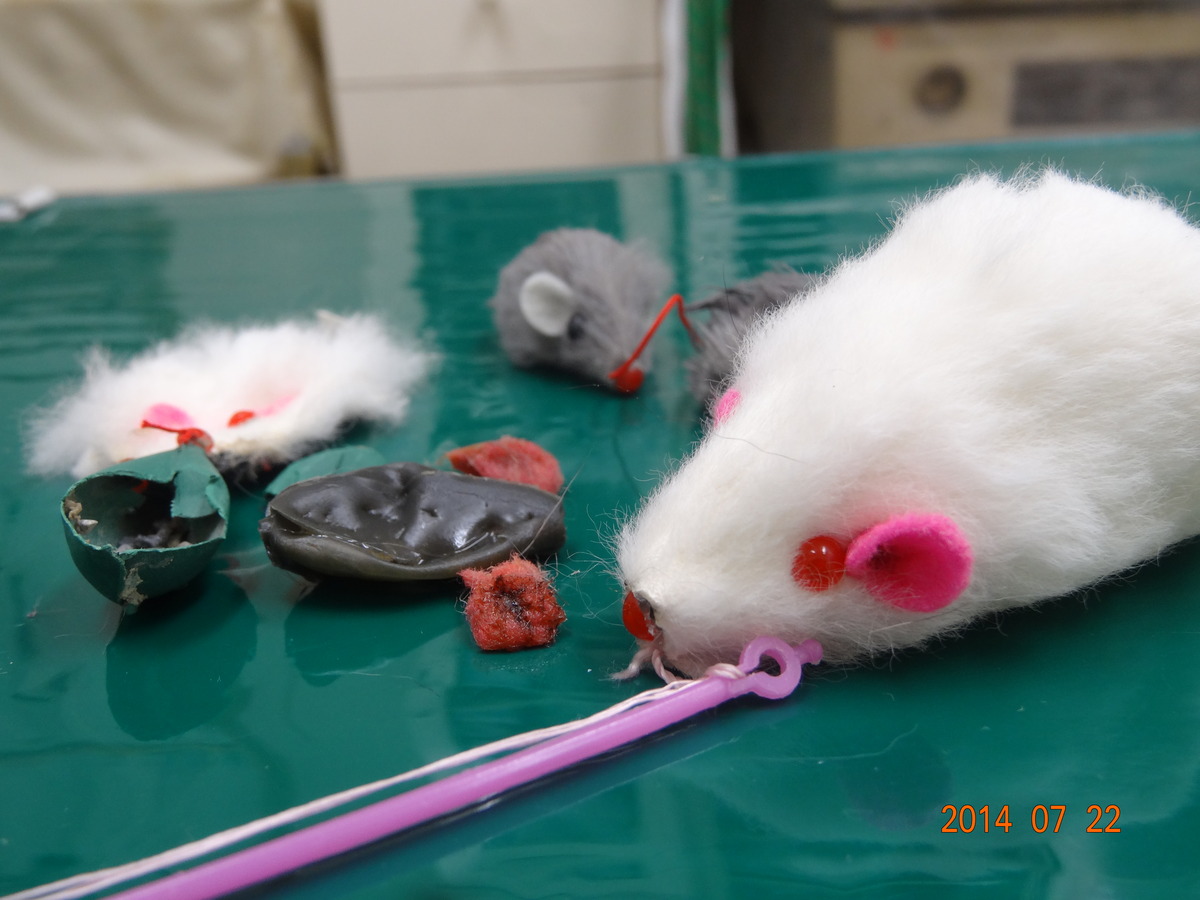 誤飲 猫 ネズミのおもちゃの旅 東京都小平市 小金井の栗本動物病院 犬 猫